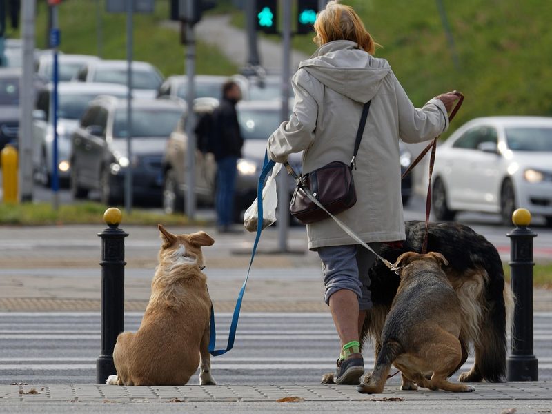 A dog walker taking three small dogs down a sunny path