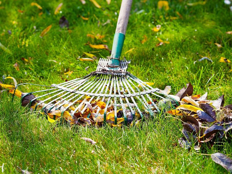 Raking autumn leaves off a green lawn